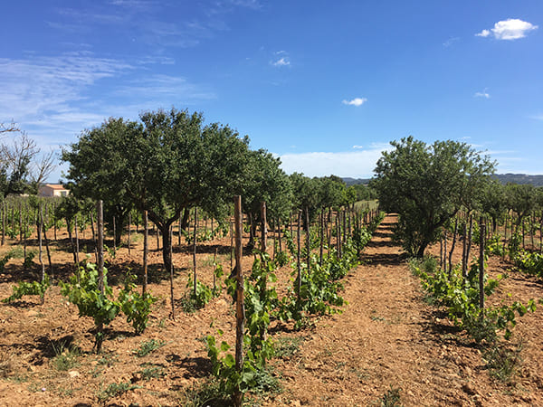 Les vins naturels
