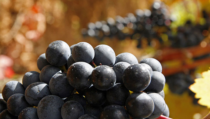 Tempranillo, le grand ambassadeur d’Espagne