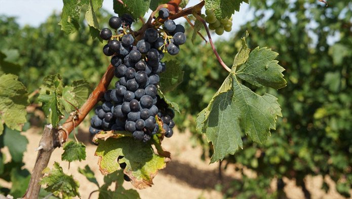 Merlot, un raisin élégant et séduisant