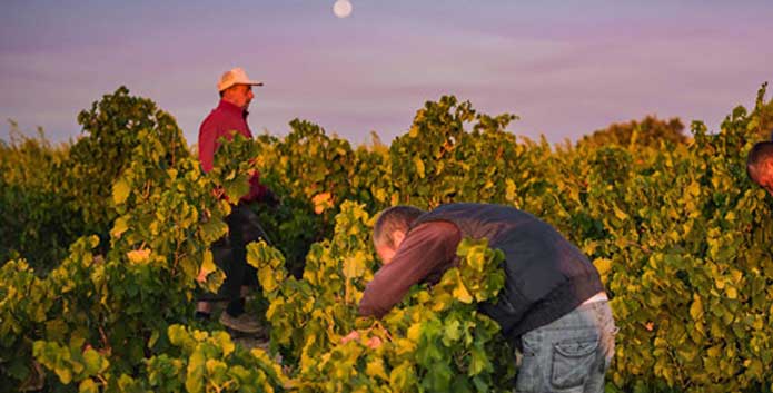 Le potentiel du Grenache de Gredos selon Parker