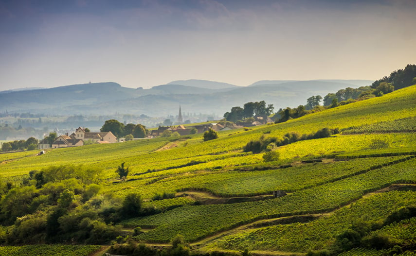 Qu’ont les vins de Bourgogne pour que tout le monde les convoite ? 