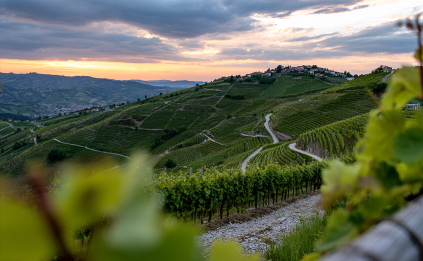 L'influence de l'altitude sur le vin