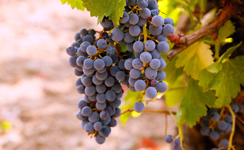 La renaissance de la Garnacha