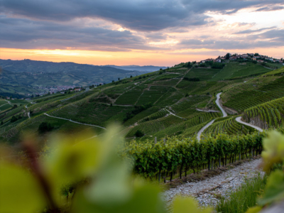 L'influence de l'altitude sur le vin
