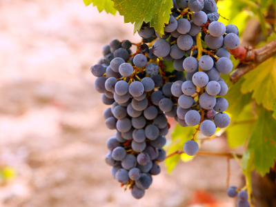 La renaissance de la Garnacha
